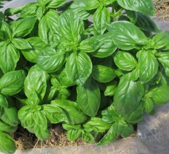 PESTO!  Full of Flavor Image